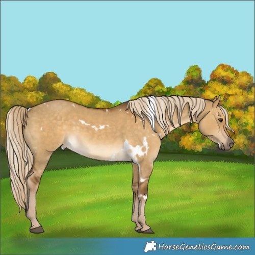 Horse Color:White Spotted Chocolate Palomino Dun 