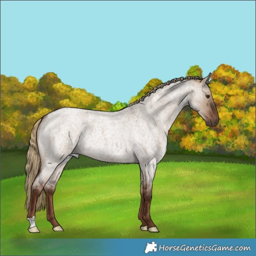 Horse Color:Liver Red Dun Roan