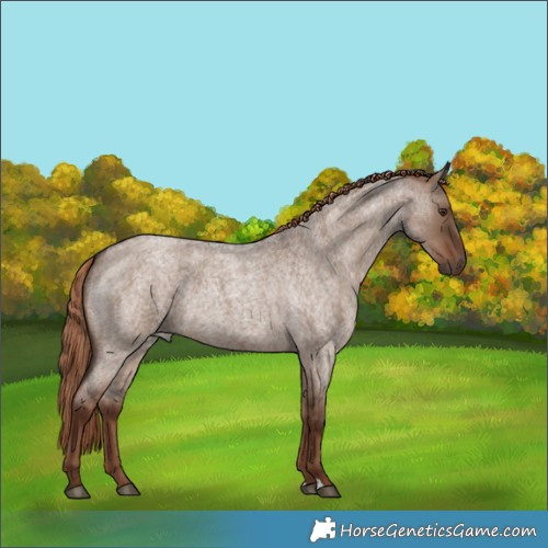 Horse Color:Liver Red Dun Roan 