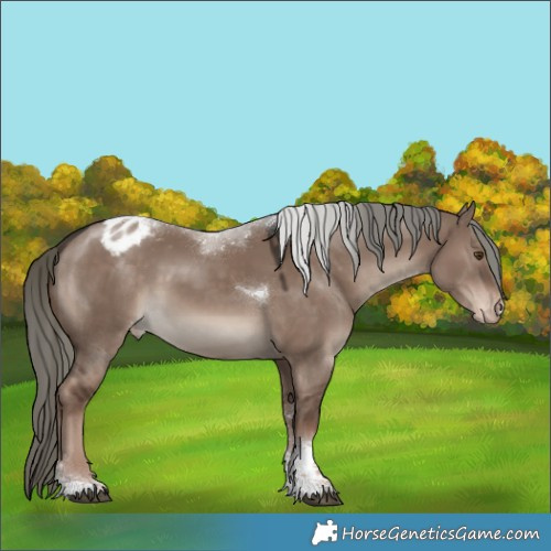 Horse Color:Liver Red Dun Mushroom Sabino Tobiano Appaloosa Rabicano 