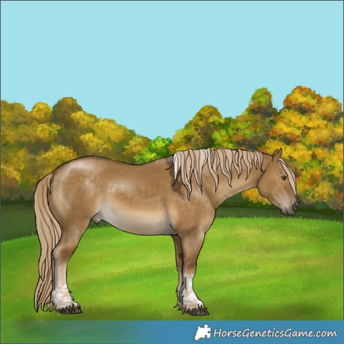 Horse Color:Chocolate Palomino Dun Mushroom Tobiano 