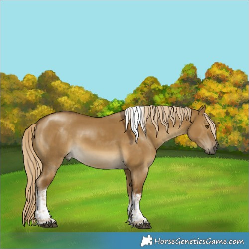 Horse Color:Chocolate Palomino Dun Mushroom Tobiano 