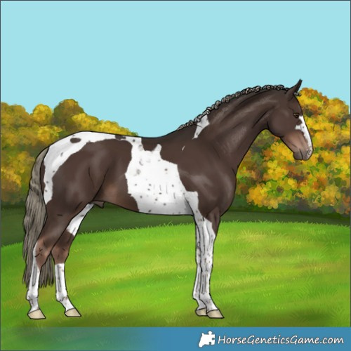 Horse Color:Liver Chestnut Mushroom Tobiano 