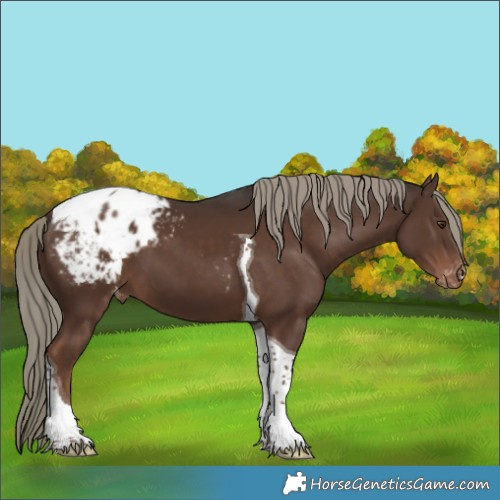 Horse Color:Liver Chestnut Mushroom Tobiano Appaloosa