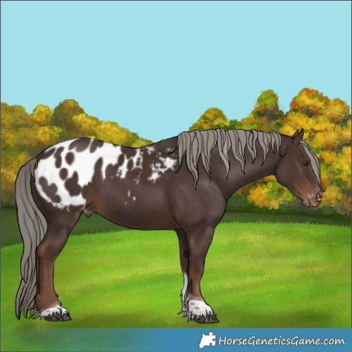 Horse Color:Liver Chestnut Mushroom Tobiano Appaloosa