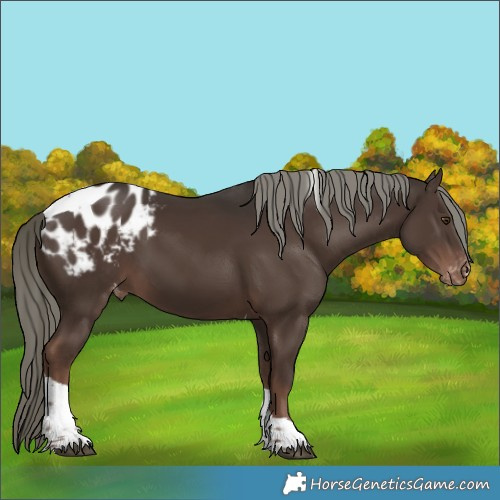 Horse Color:Liver Chestnut Mushroom Tobiano Appaloosa 