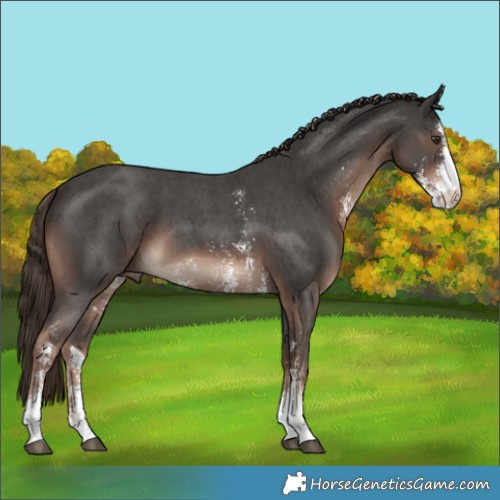 Horse Color:Liver Chestnut Sabino 