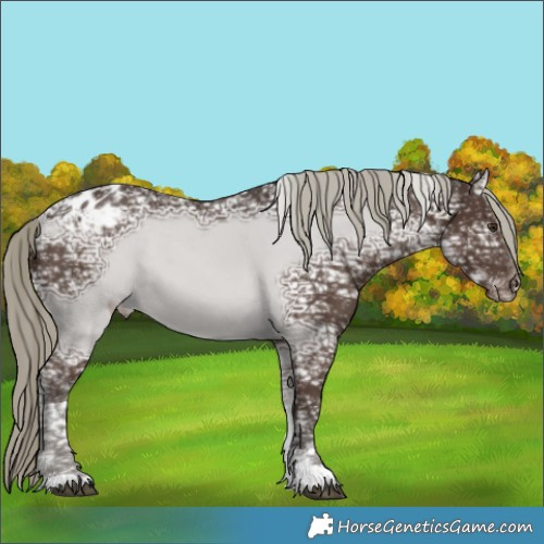 Horse Color:Liver Chestnut Ice Mushroom Tobiano Appaloosa 