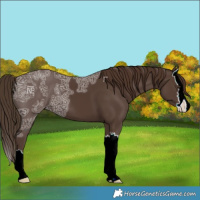 Horse Color:ERROR: UNKNOWN ANOMALY