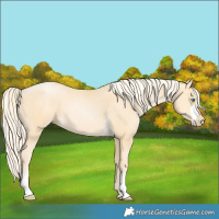 Horse Color:Palomino Pearl Sabino 