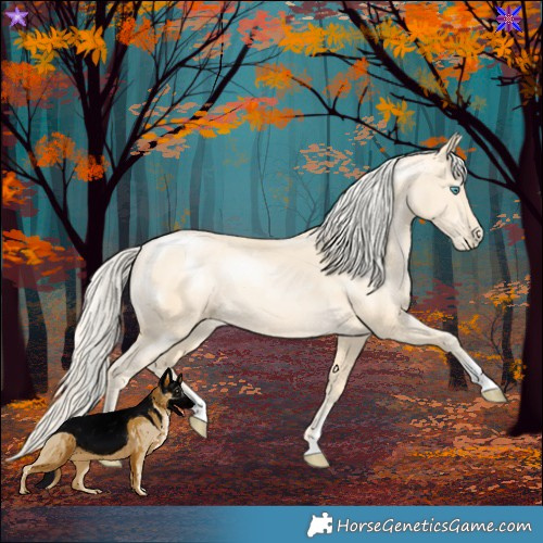 Horse Color:Palomino Pearl Sabino 