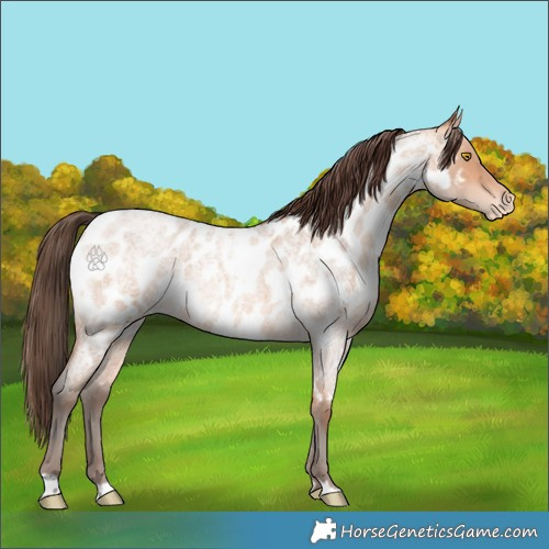 Horse Color:Amber Champagne Roan Appaloosa  and Amber Champagne Roan Appaloosa 