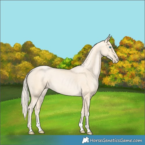 Horse Color:Palomino Pearl Sabino 