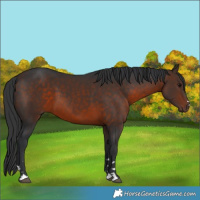 Horse Color:Brown 