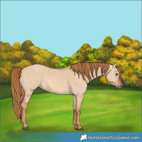 Horse Color:Red Dun