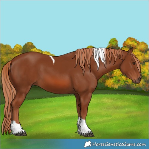 Horse Color:Chestnut Tobiano 