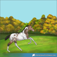 Horse Color:Bay Dun Tobiano Appaloosa Rabicano 