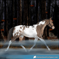 Horse Color:Bay Dun Tobiano Blanket Rabicano 