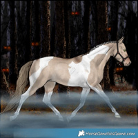 Horse Color:Liver Red Dun Tobiano Rabicano 
