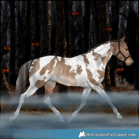 Horse Color:White Spotted Liver Red Dun Tobiano Rabicano