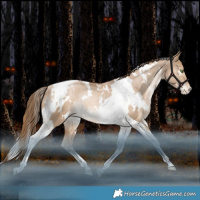 Horse Color:White Spotted Liver Red Dun Pearl Tobiano Varnish Rabicano