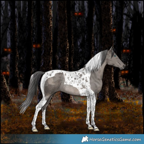 Horse Color:Smoky Grullo Merle Tobiano Rabicano