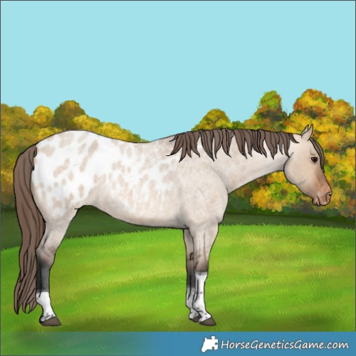 Horse Color:Bay Roan Dun Tobiano Near Leopard 