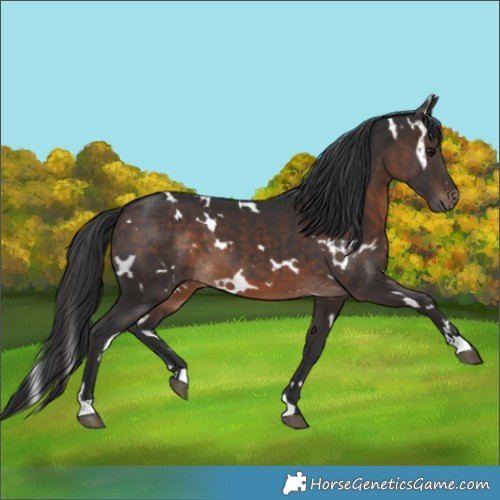 Horse Color:White Spotted Brown 