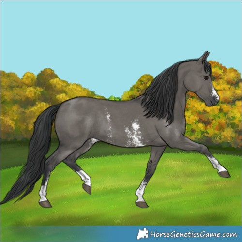 Horse Color:Grullo Sabino Rabicano 