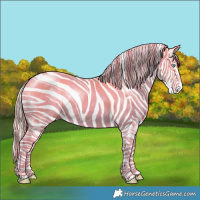 Horse Color:Palomino Pearl Sabino 