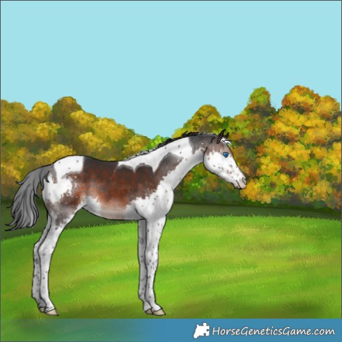 Horse Color:Brown Mushroom Splash Tobiano