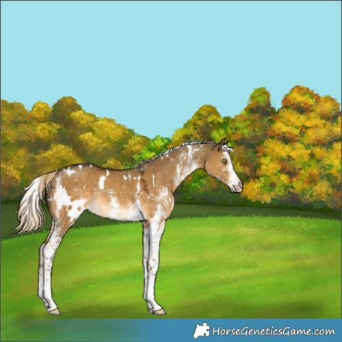 Horse Color:White Spotted Chocolate Palomino Dun Mushroom Rabicano