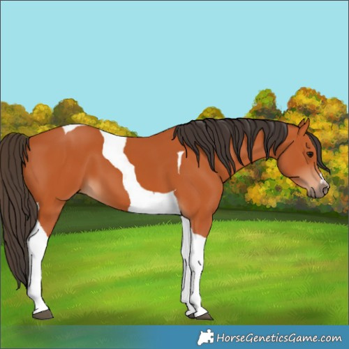 Horse Color:Bay Tobiano 