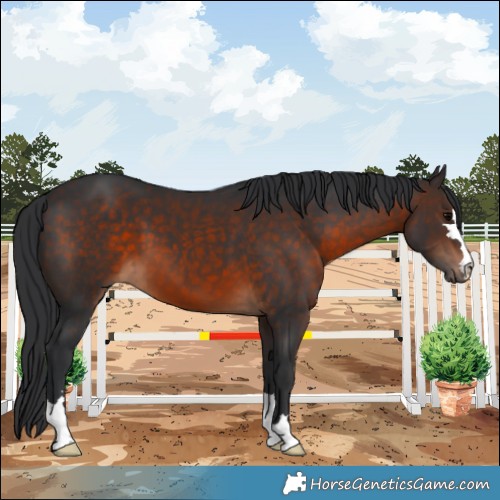 Horse Color:Brown 