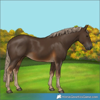 Horse Color:Gray Chocolate Palomino 