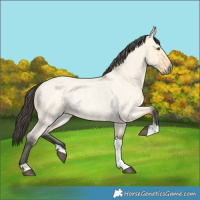 Horse Color:Buckskin Roan Dun Tobiano 