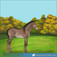 Horse Color:Liver Red Dun 