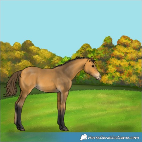 Horse Color:Buckskin 