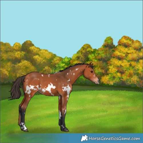 Horse Color:White Spotted Bay 