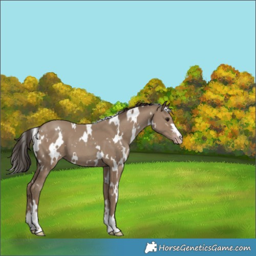 Horse Color:White Spotted Classic Champagne 