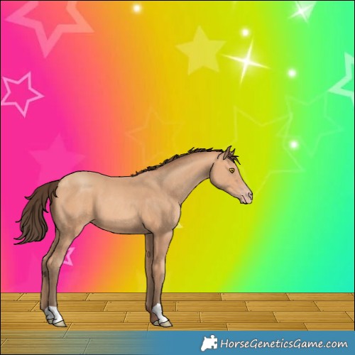 Horse Color:Amber Champagne 