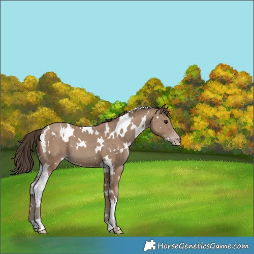 Horse Color:White Spotted Classic Champagne 