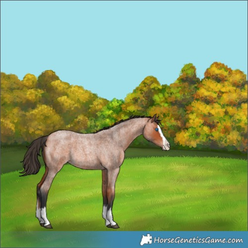 Horse Color:Bay Roan Splash Rabicano 