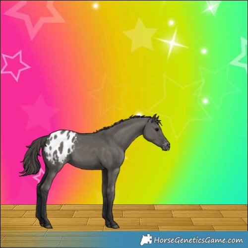 Horse Color:Grullo Appaloosa Rabicano 