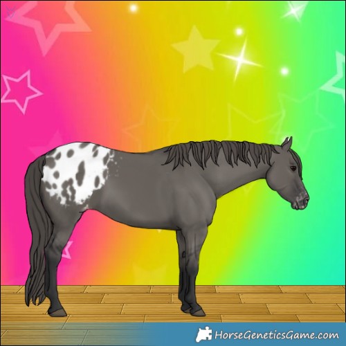 Horse Color:Grullo Appaloosa Rabicano 