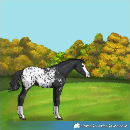 Horse Color:Black Splash Appaloosa 