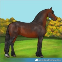 Horse Color:Brown 