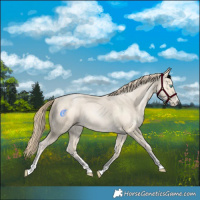 Horse Color:Buckskin Pearl Sabino 
