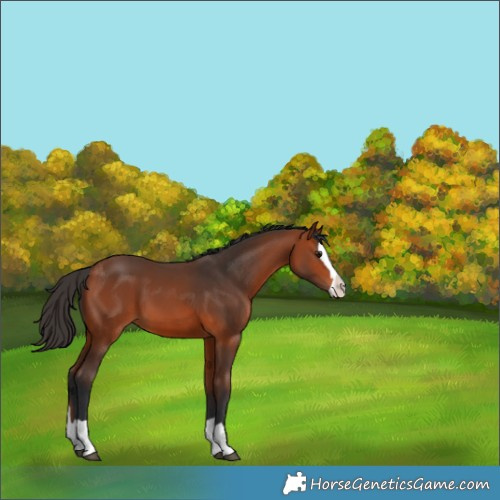 Horse Color:Brown Splash 