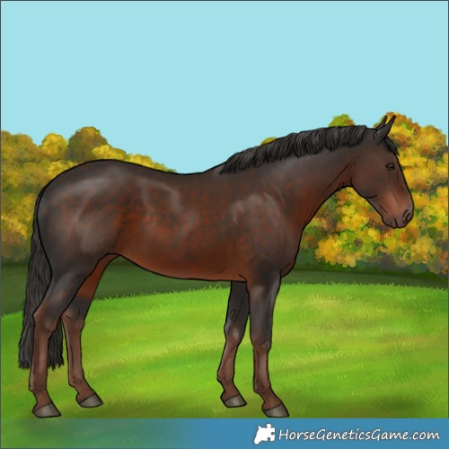 Horse Color:Liver Chestnut 